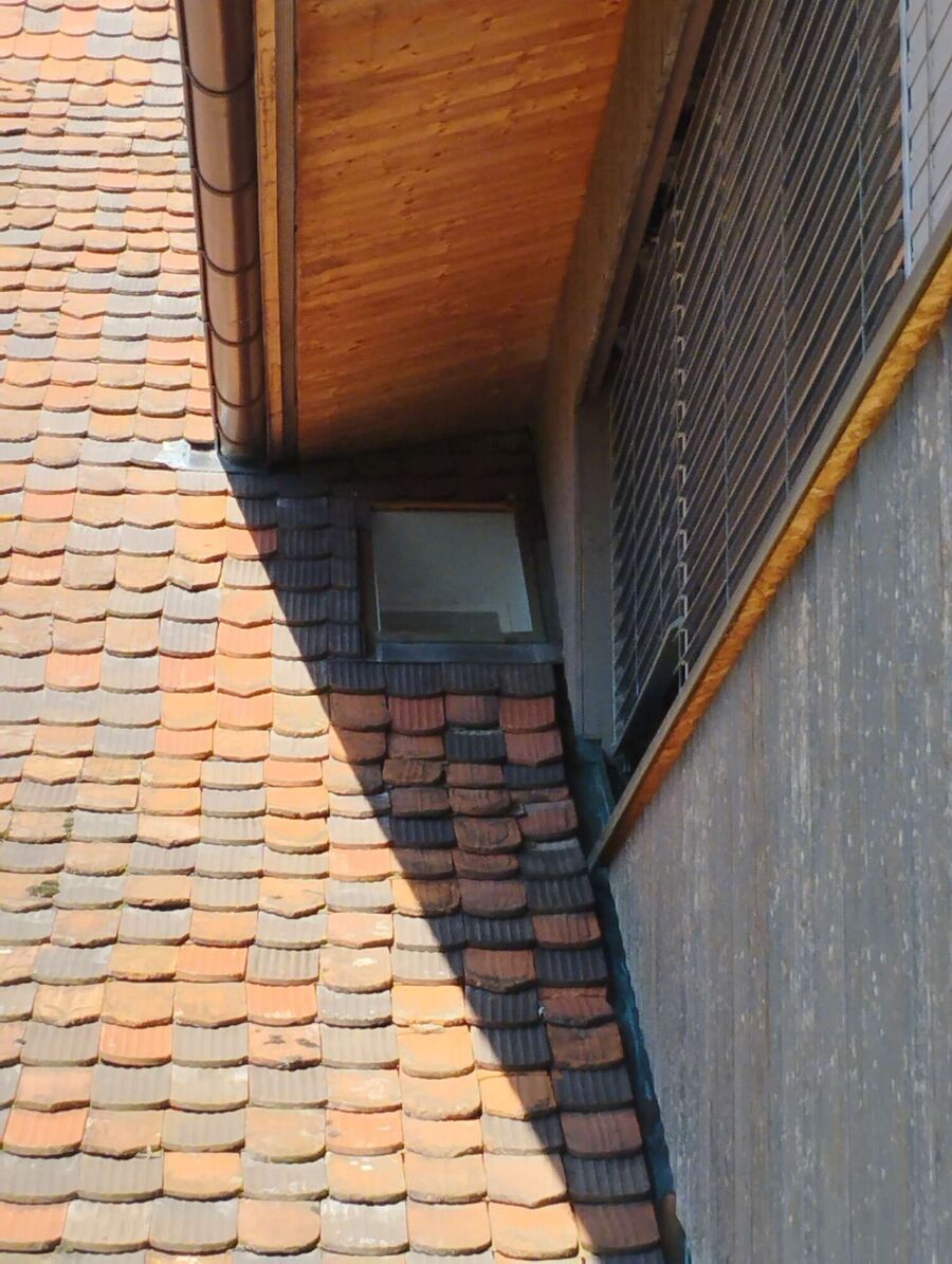  Bienennest entfernen.jpeg