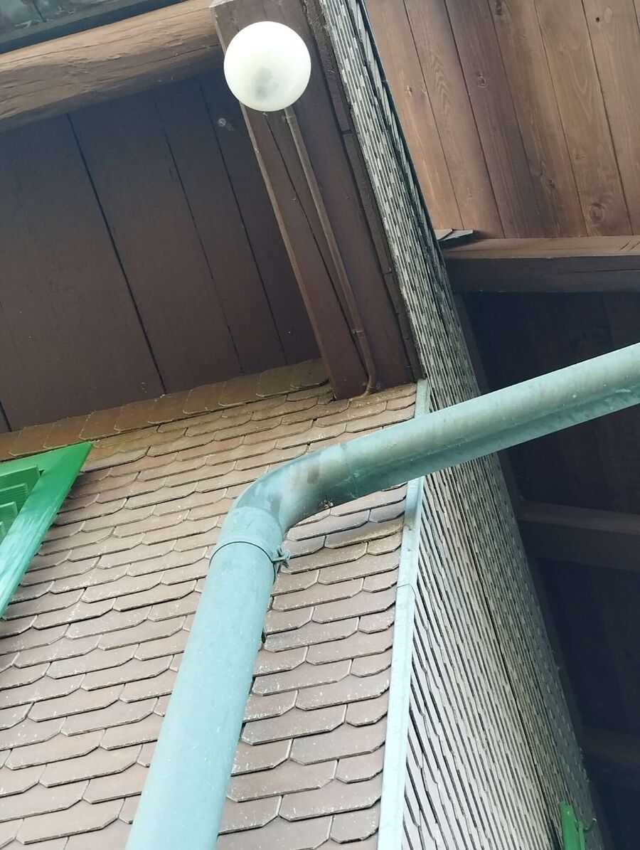  Bienennest entfernen