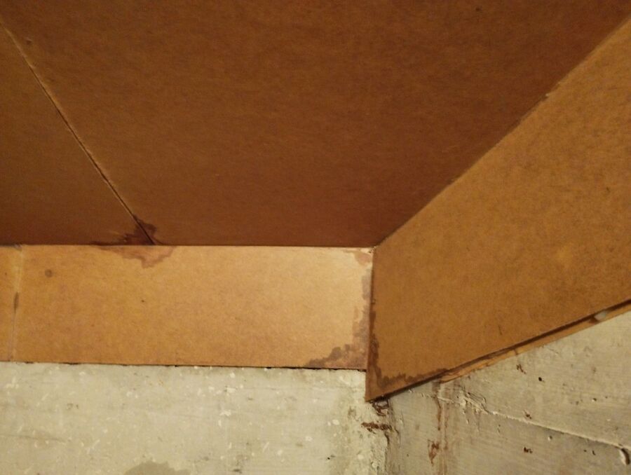 Bienen umsiedeln &  Bienennest entfernen 