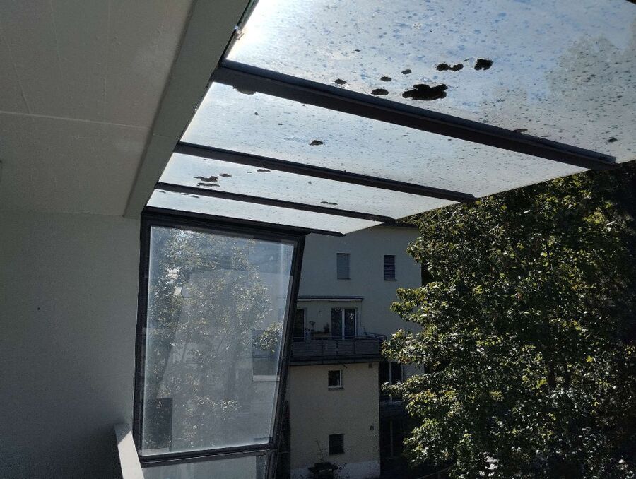 Bienen umsiedeln &  Bienennest entfernen 