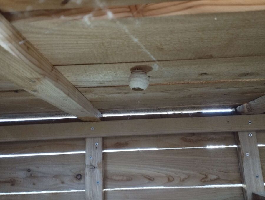 Bienen umsiedeln &  Bienennest entfernen 