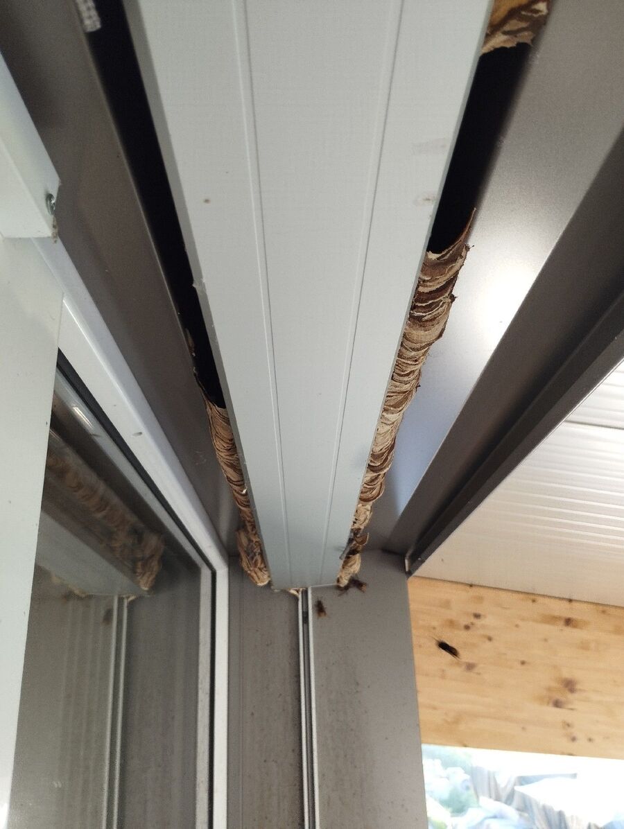 Bienen umsiedeln &  Bienennest entfernen 