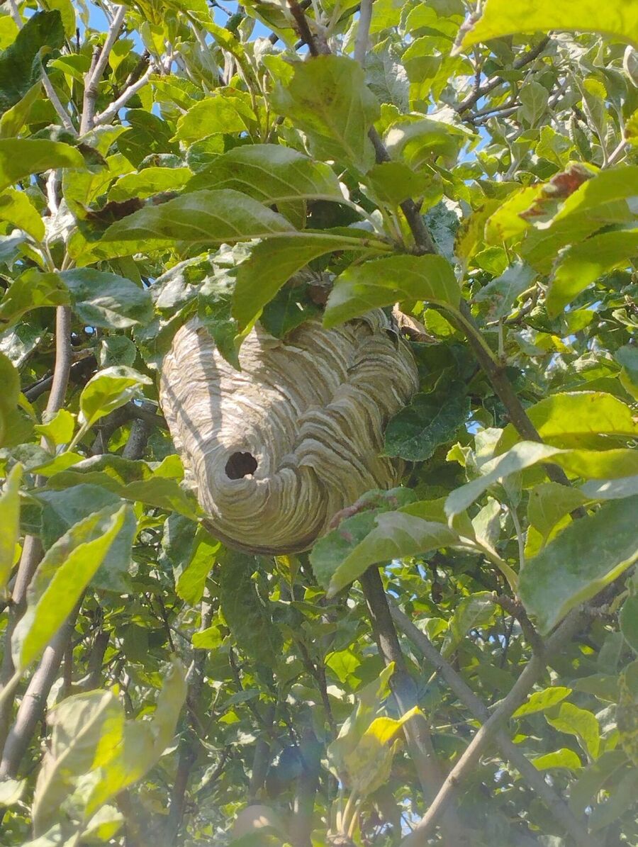  Bienennest entfernen.jpeg