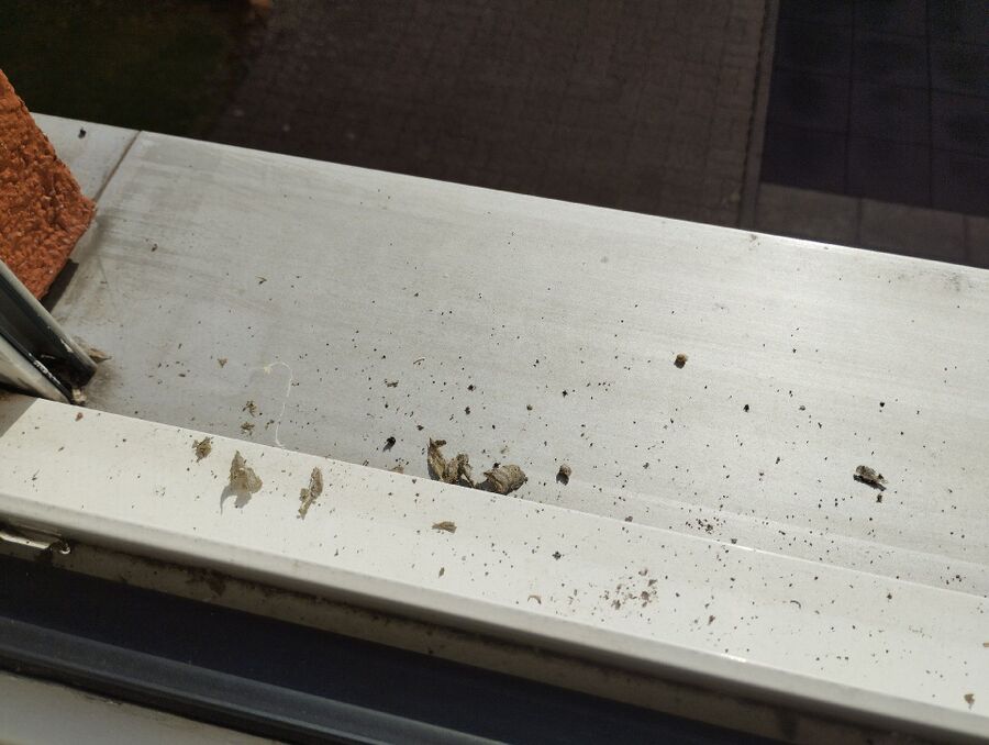  Bienennest entfernen.jpeg