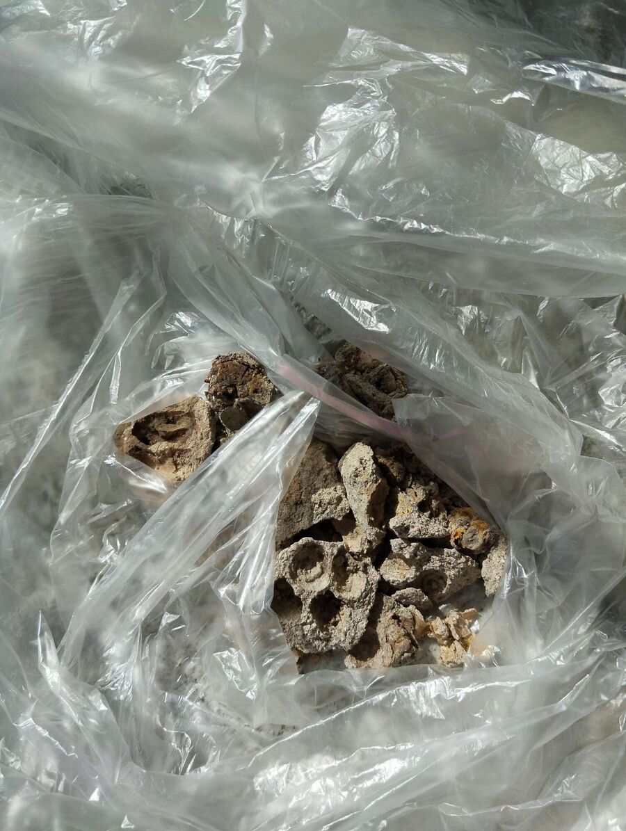  Bienennest entfernen