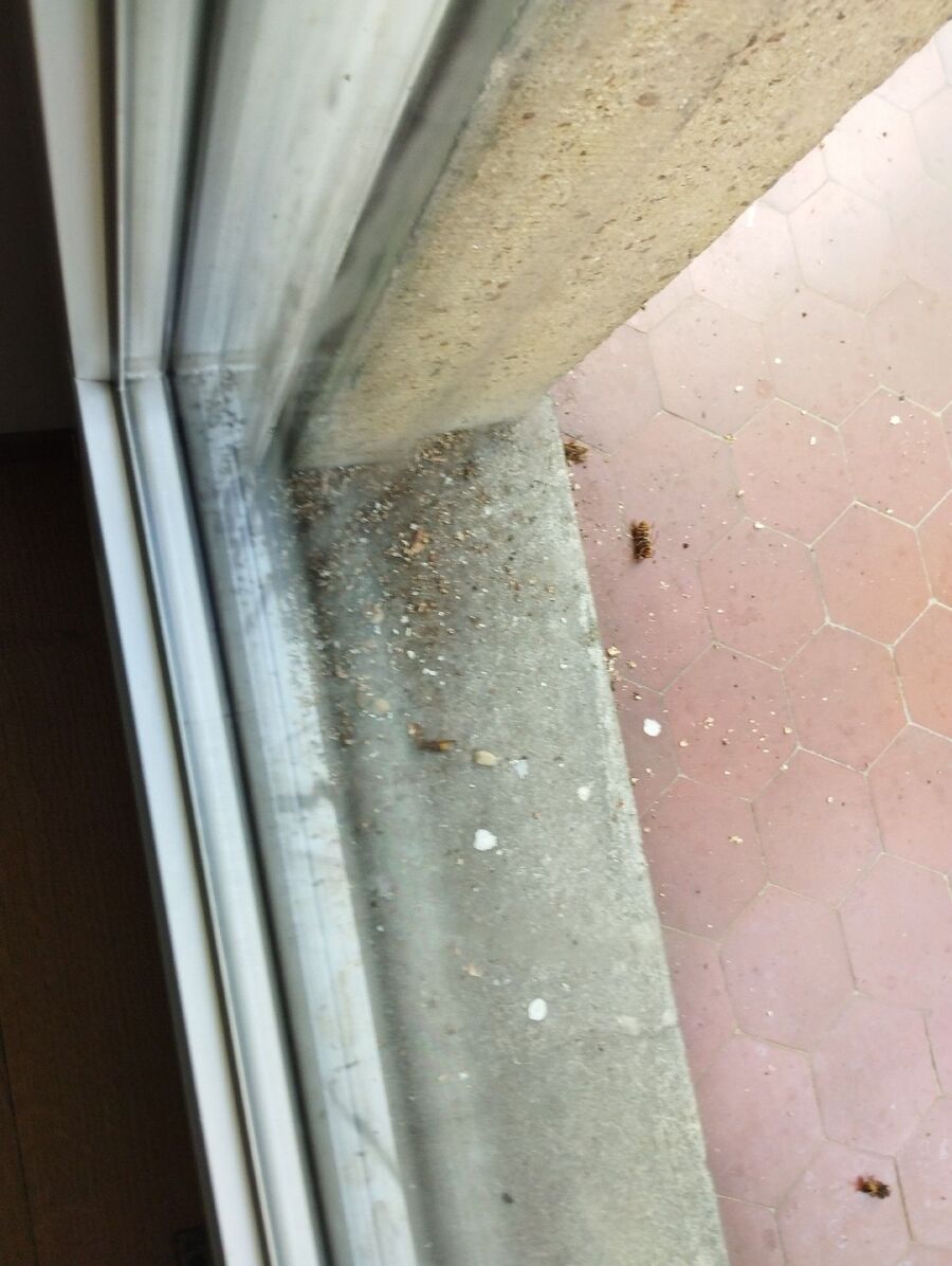 Bienen umsiedeln &  Bienennest entfernen 