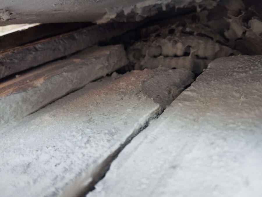 Bienen umsiedeln &  Bienennest entfernen 