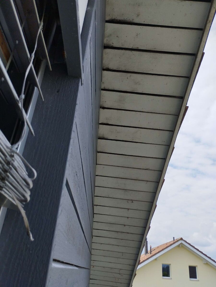  Bienennest entfernen.jpeg