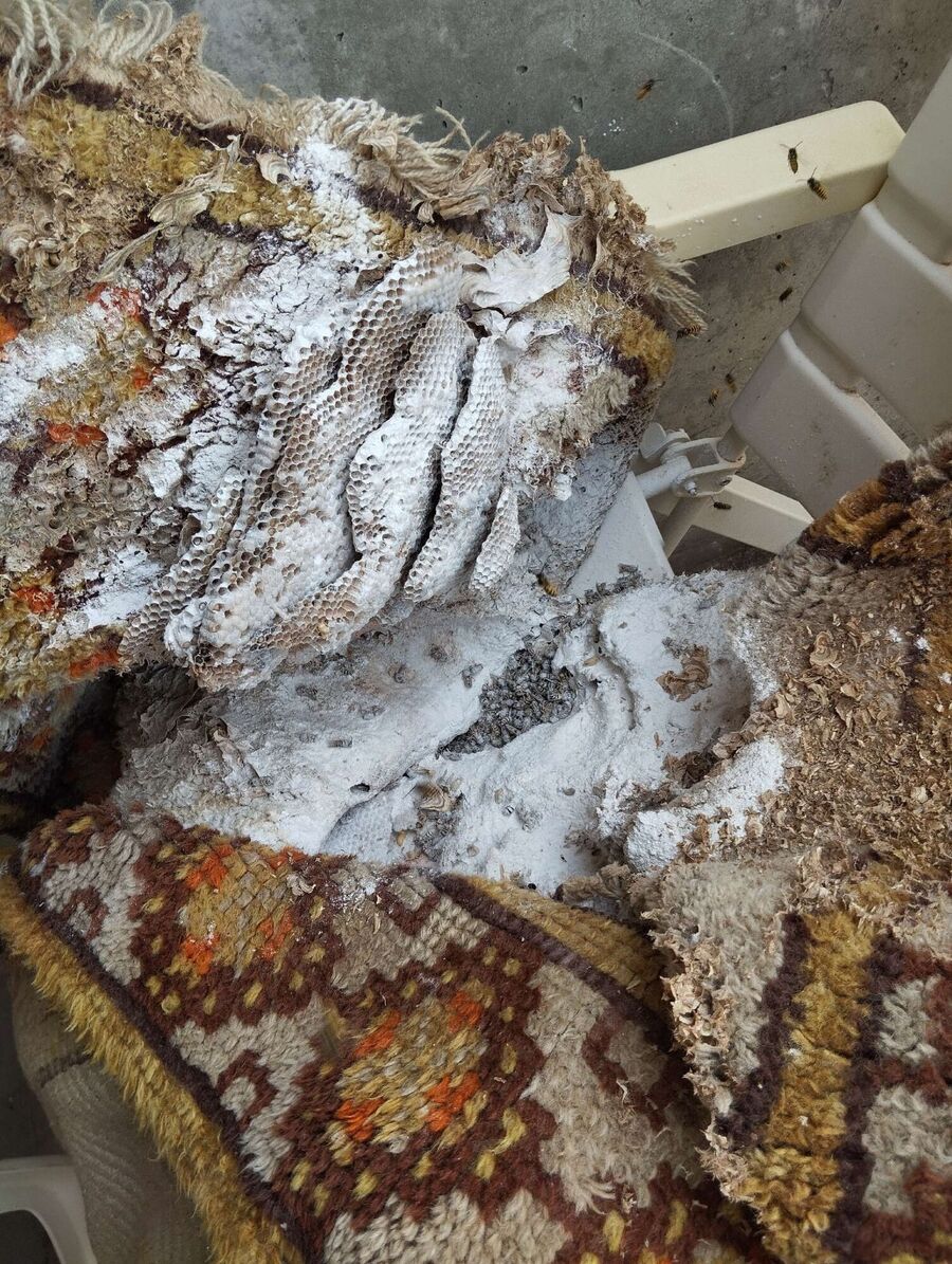  Bienennest entfernen.jpeg