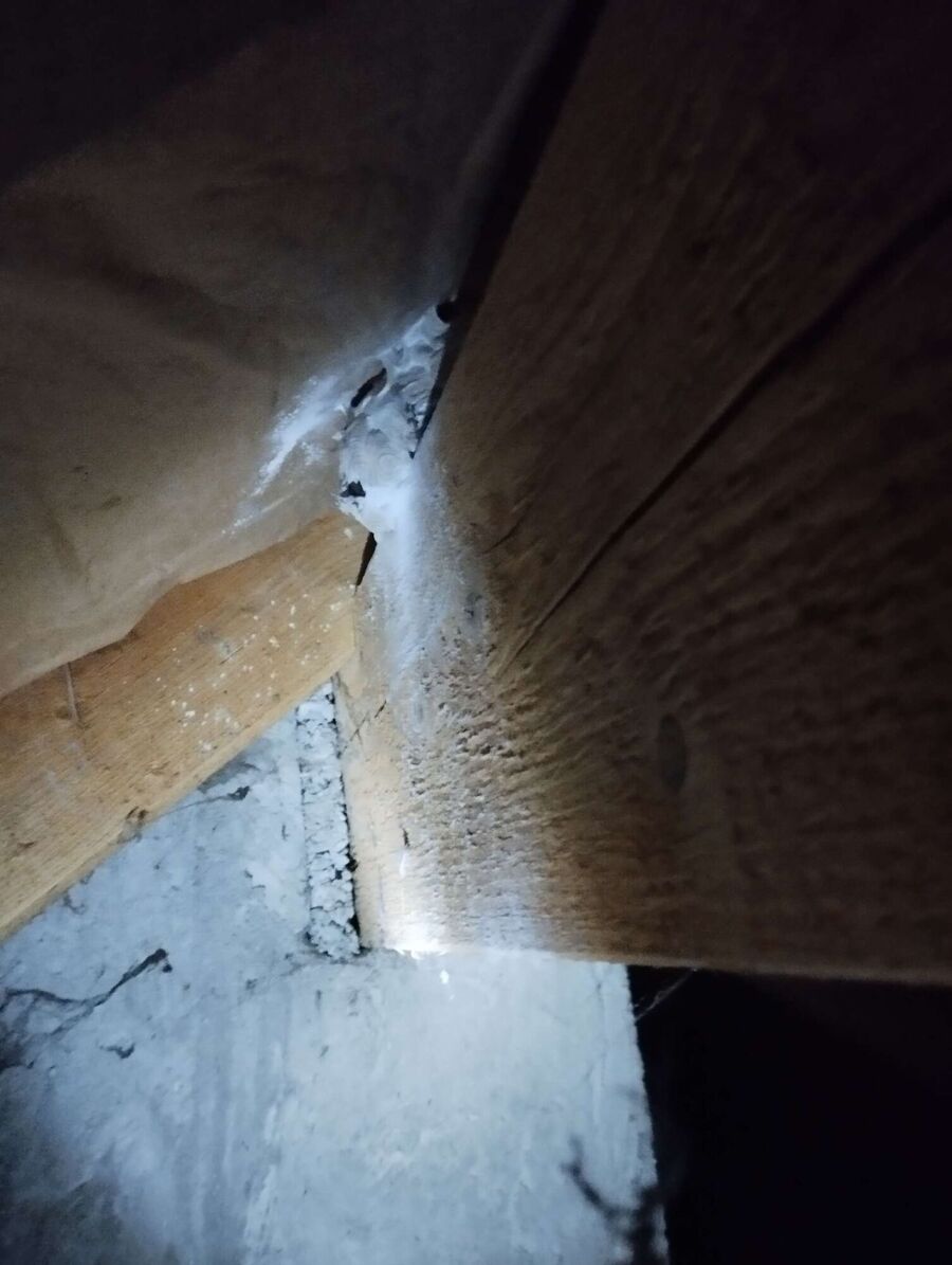  Bienennest entfernen.jpeg