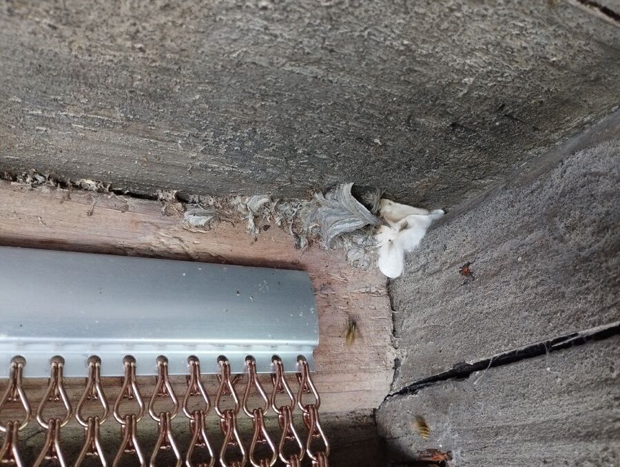  Bienennest entfernen