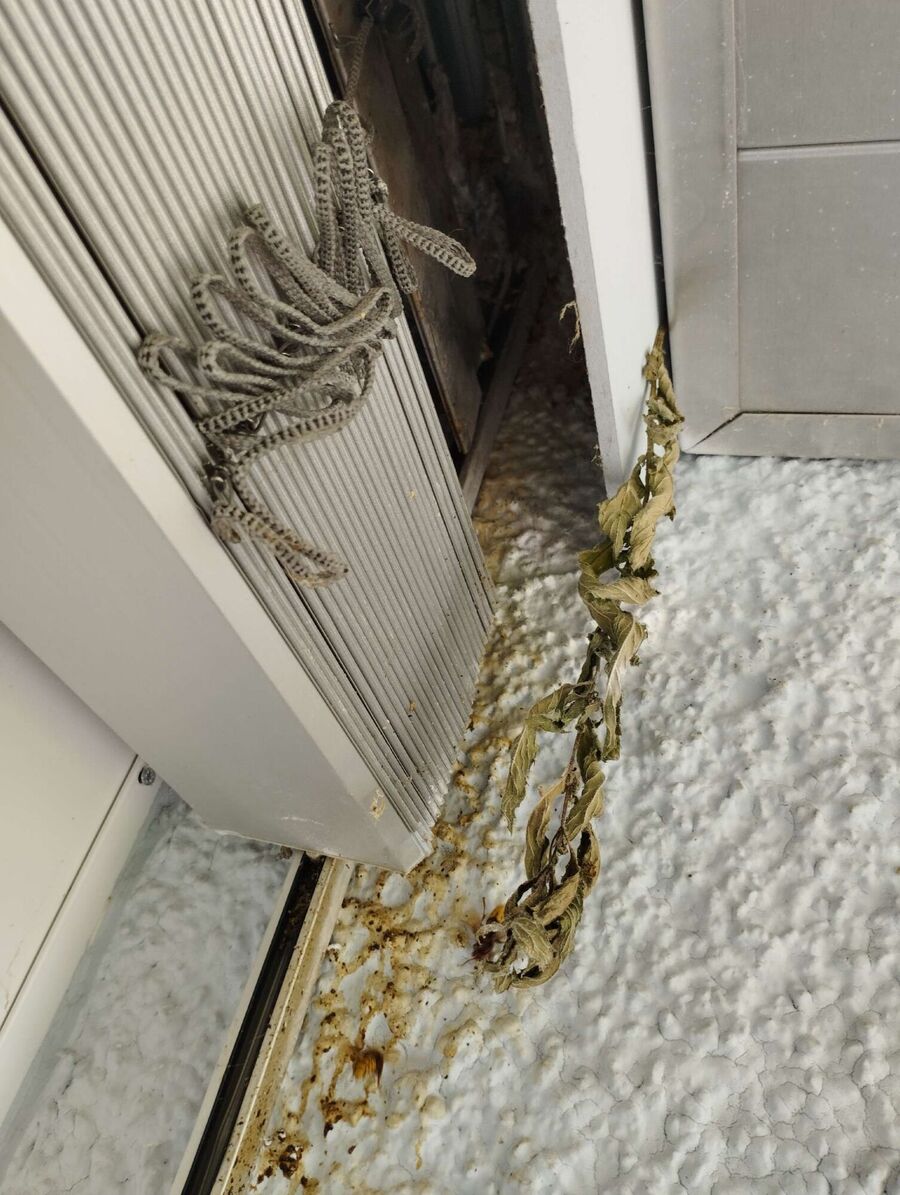  Bienennest entfernen