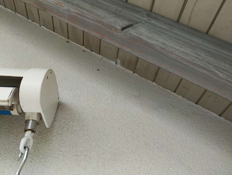 Bienen umsiedeln &  Bienennest entfernen 