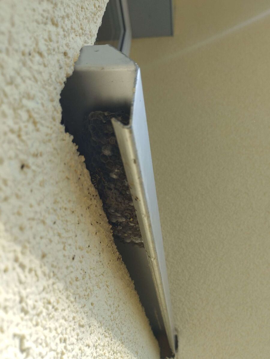  Bienennest entfernen