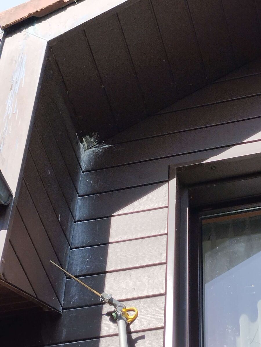 Bienen umsiedeln &  Bienennest entfernen 