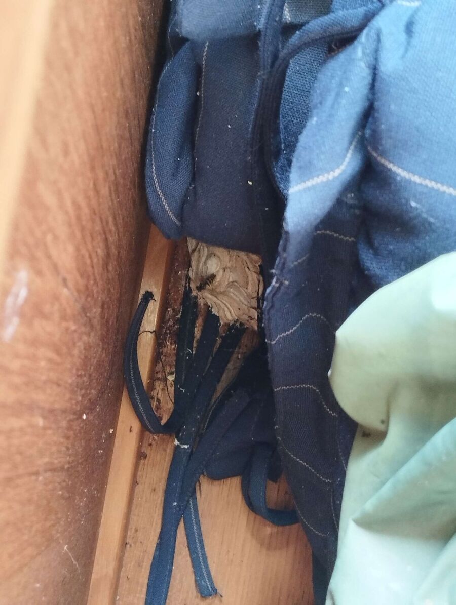  Bienennest entfernen.jpeg
