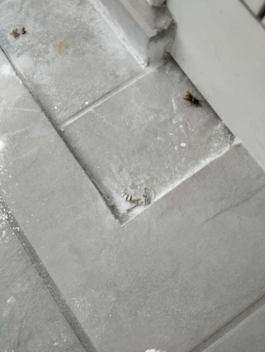  Bienennest entfernen