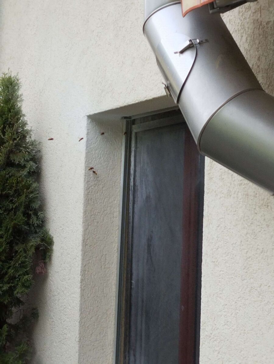  Bienennest entfernen.jpeg