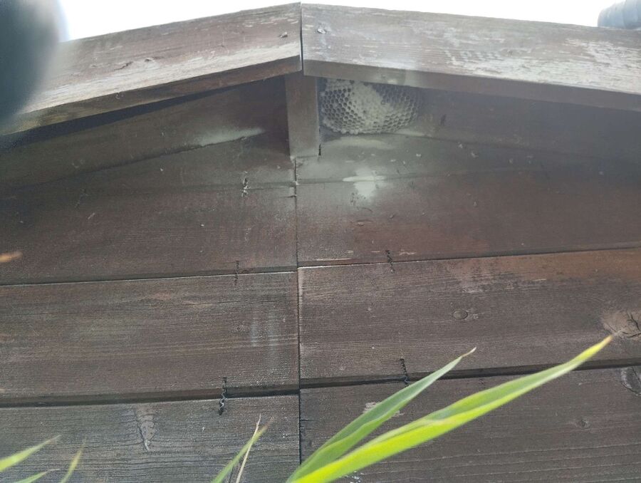 Bienen umsiedeln &  Bienennest entfernen 