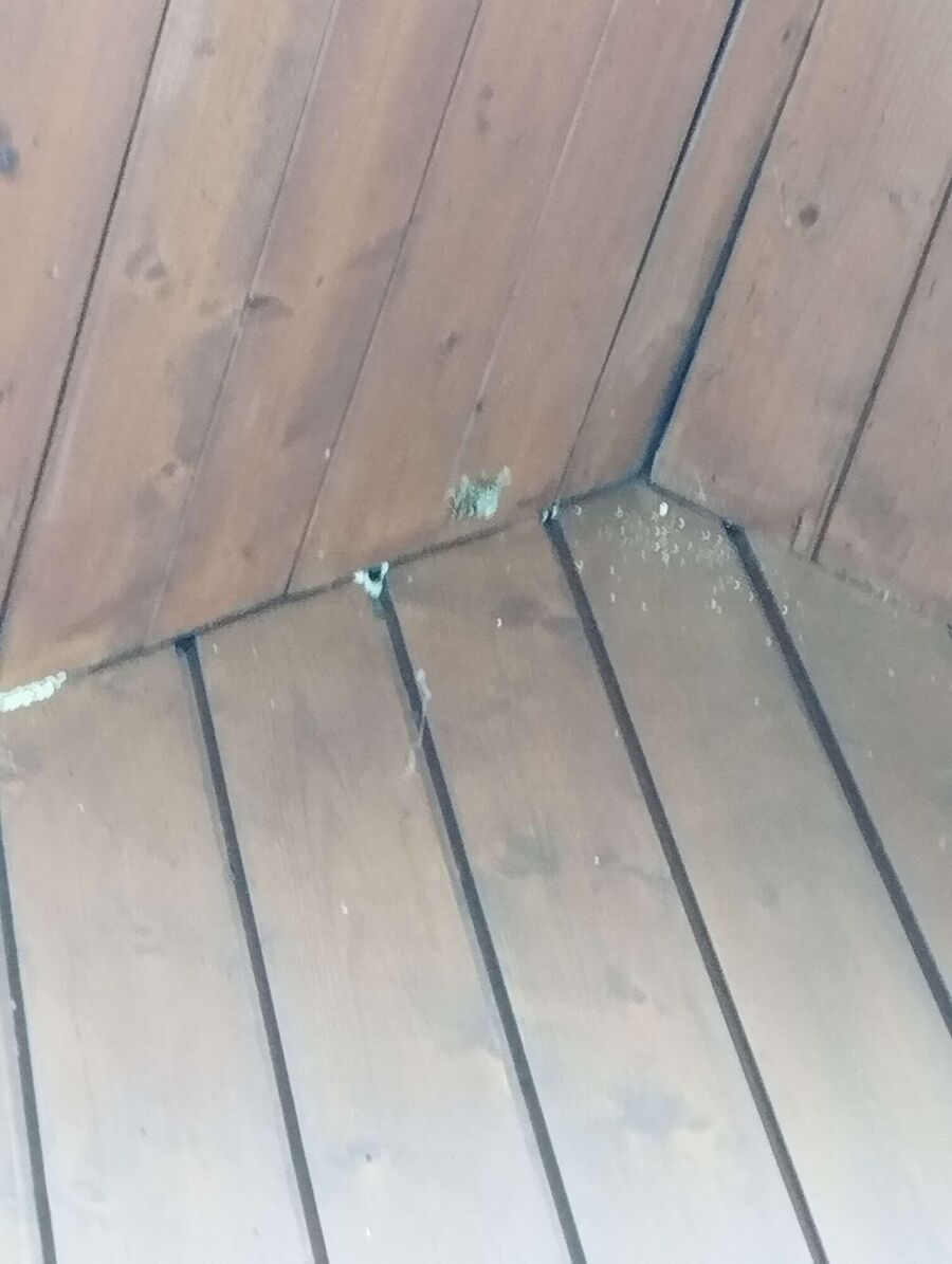  Bienennest entfernen