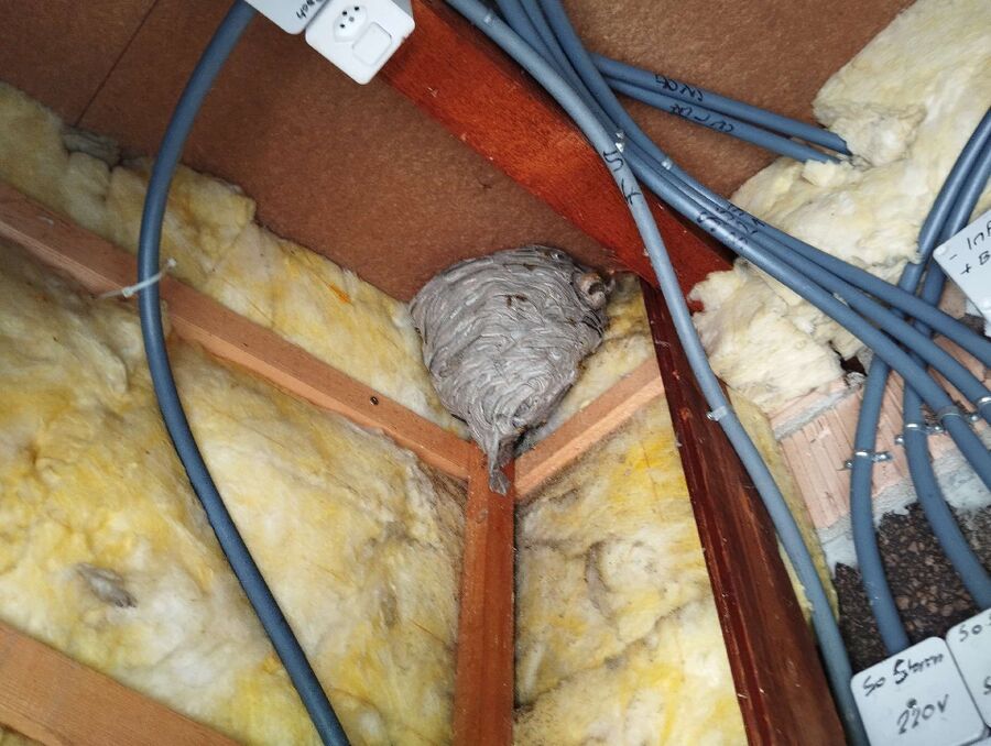  Bienennest entfernen