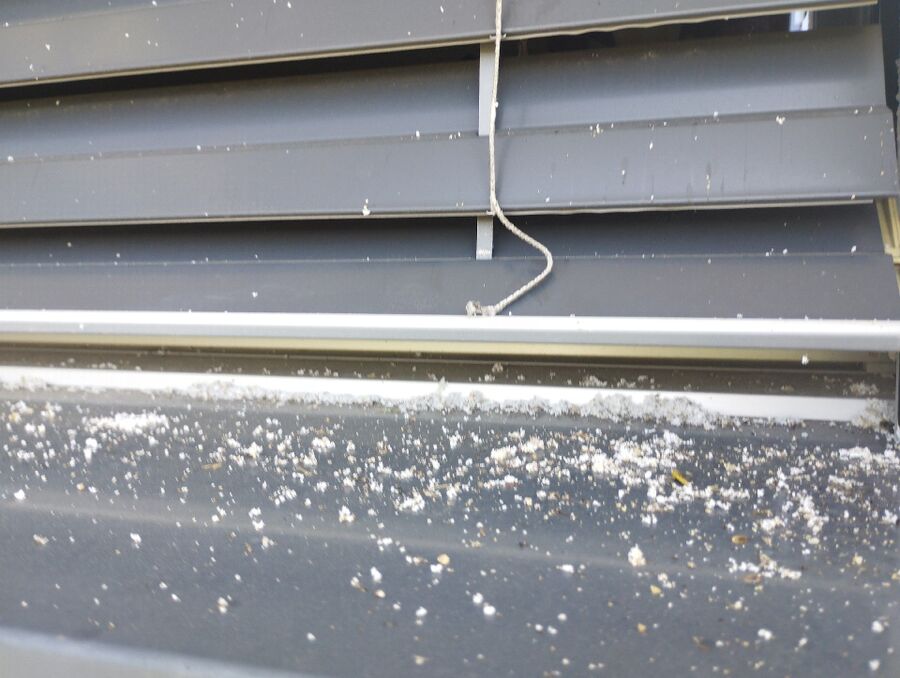  Bienennest entfernen