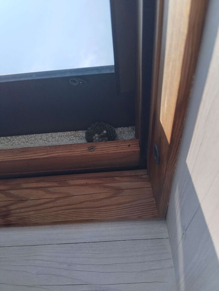 Bienen umsiedeln &  Bienennest entfernen 