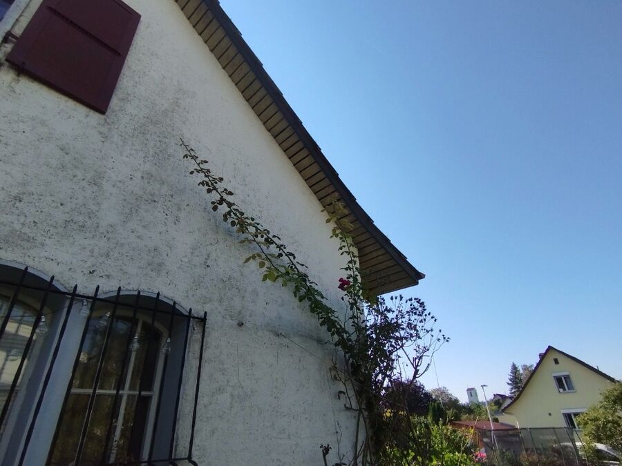 Bienen umsiedeln &  Bienennest entfernen 