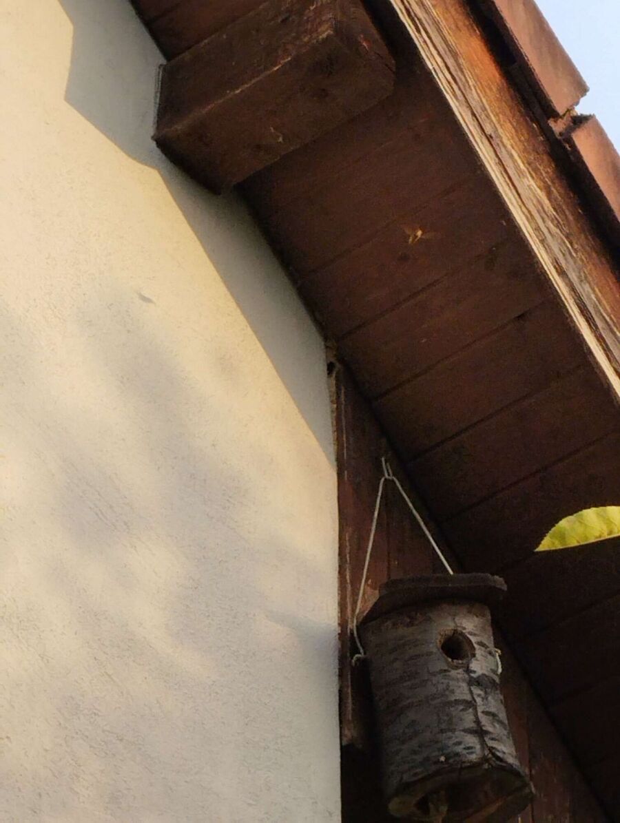 Bienen umsiedeln &  Bienennest entfernen 