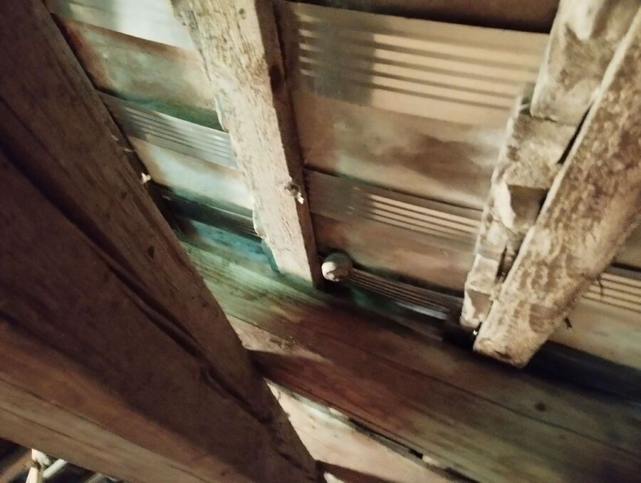  Bienennest entfernen