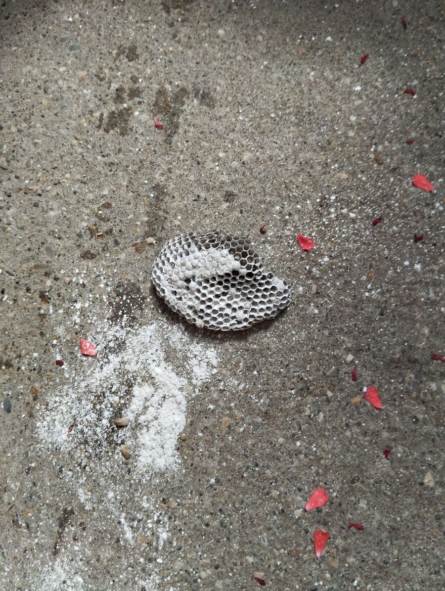  Bienennest entfernen