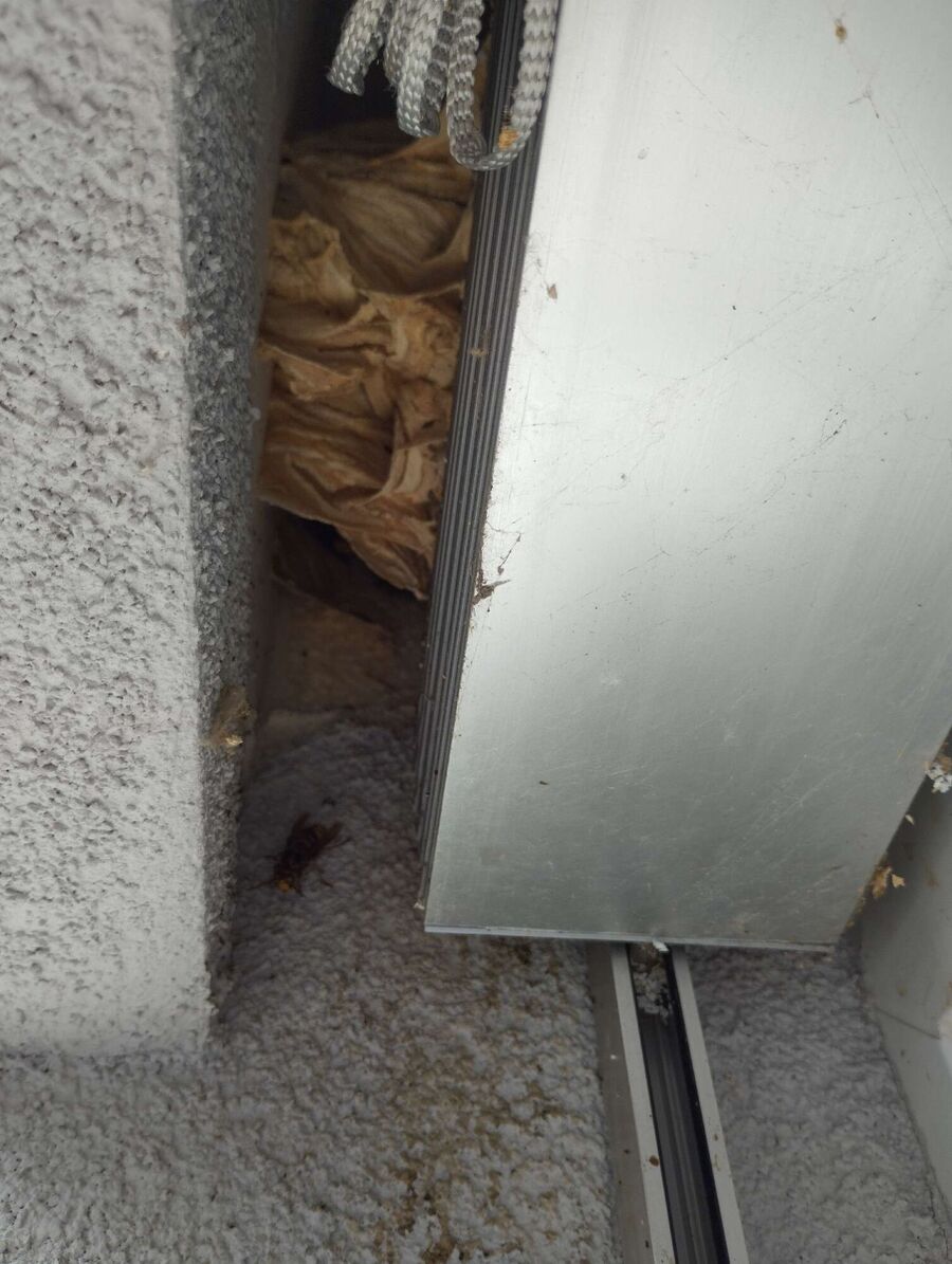  Bienennest entfernen.jpeg