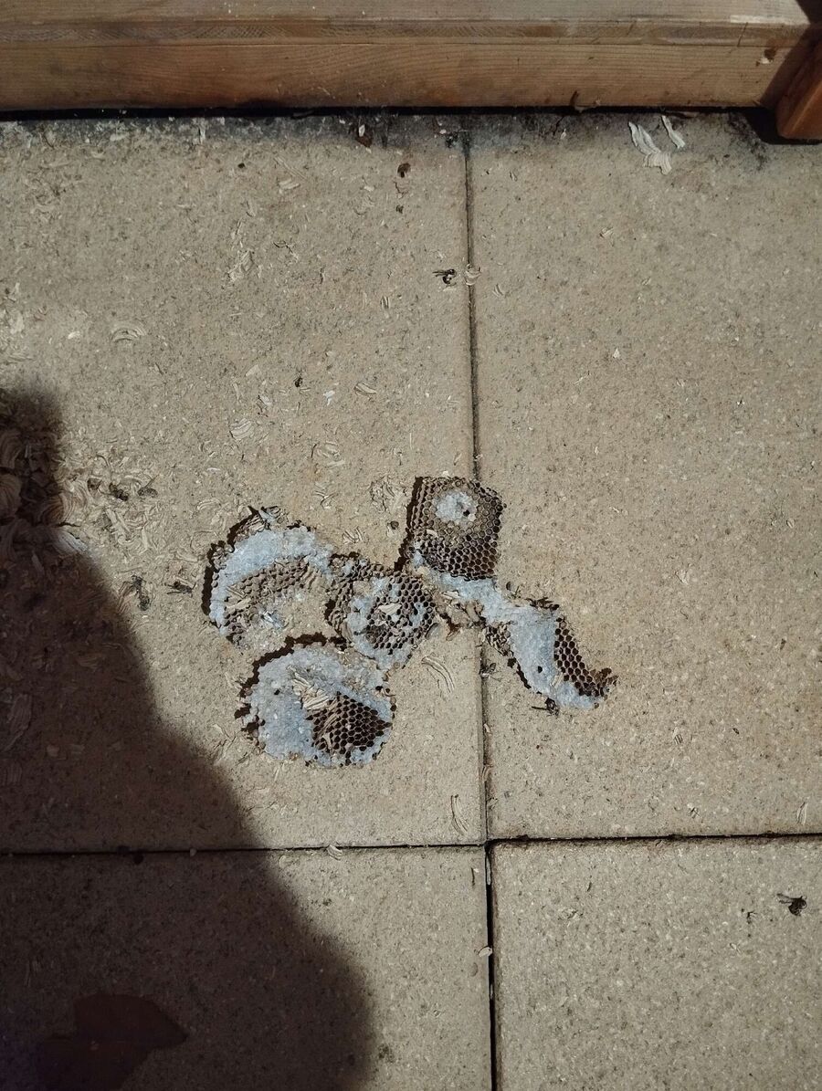  Bienennest entfernen.jpeg