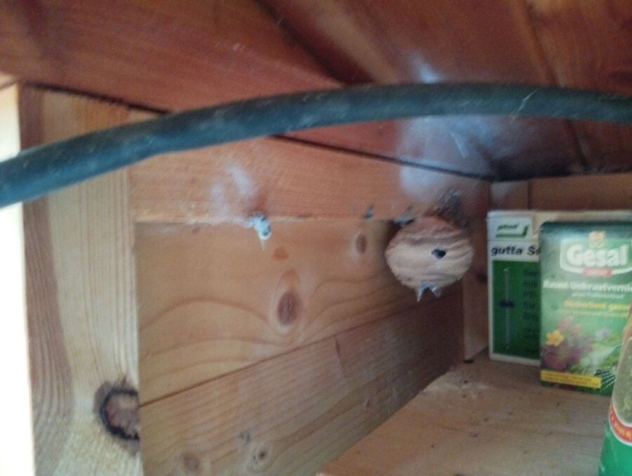 bienennest-am-haus-entfernen.jpg