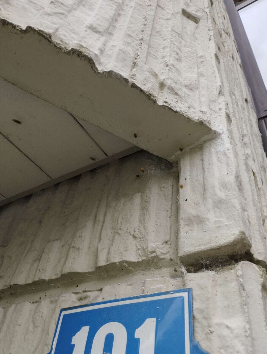 Bienen umsiedeln &  Bienennest entfernen 