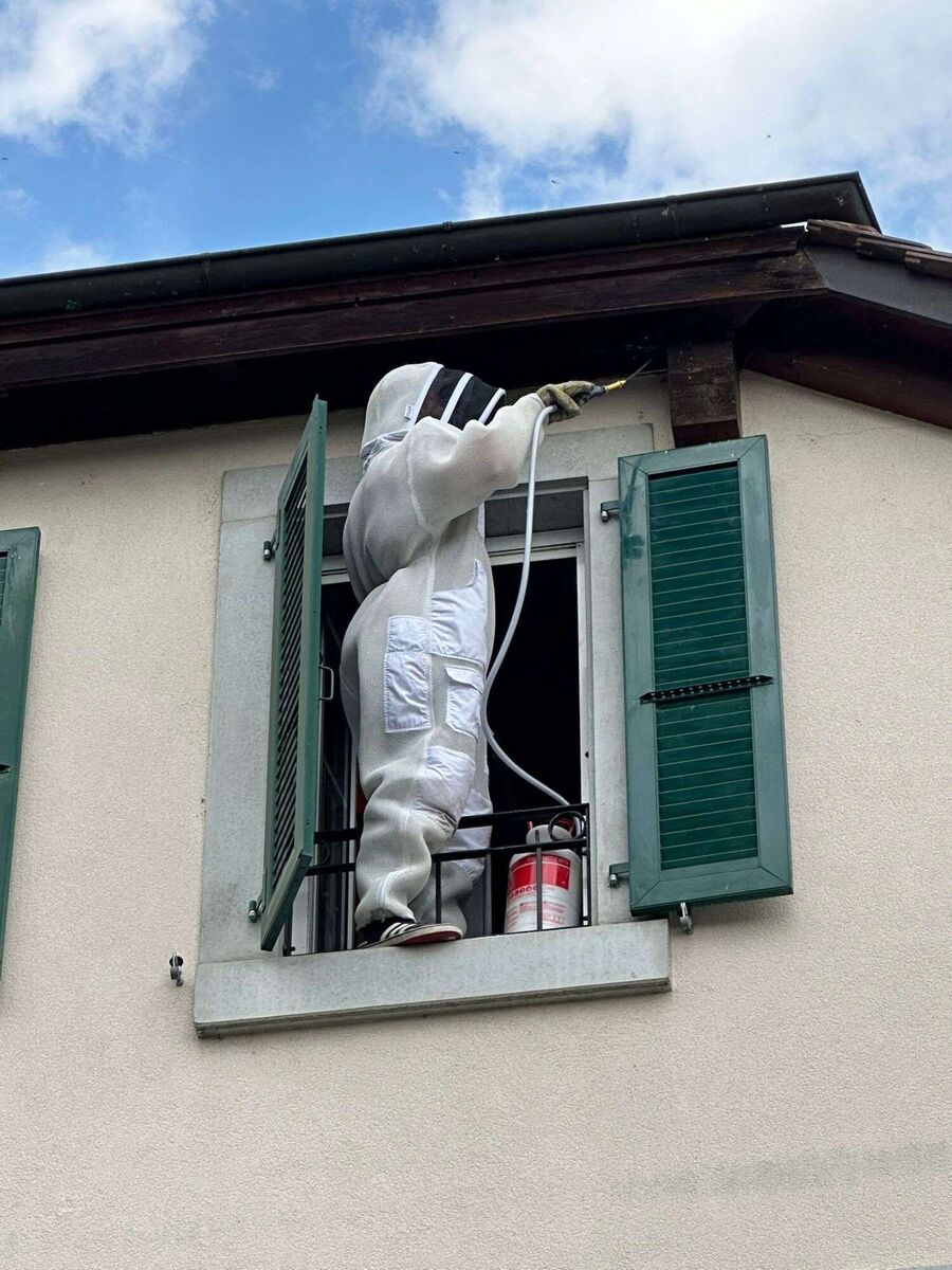 Bienen umsiedeln &  Bienennest entfernen 