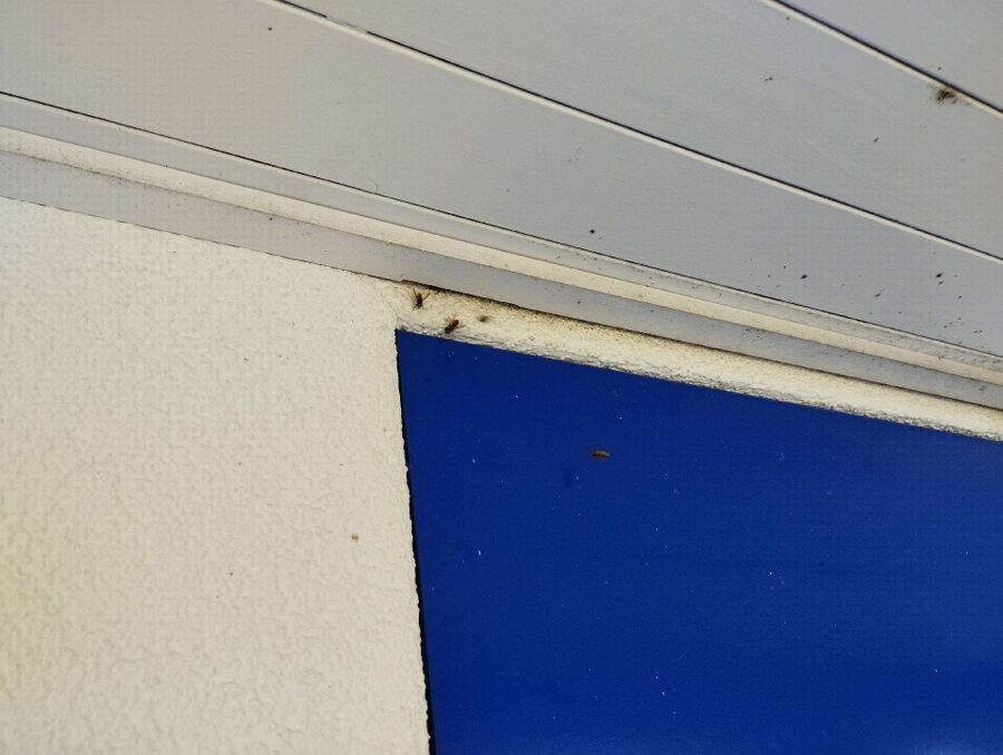  Bienennest entfernen