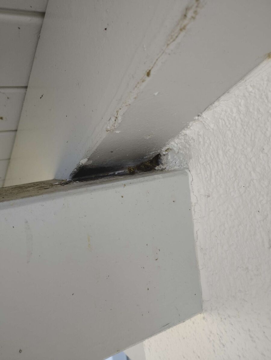  Bienennest entfernen