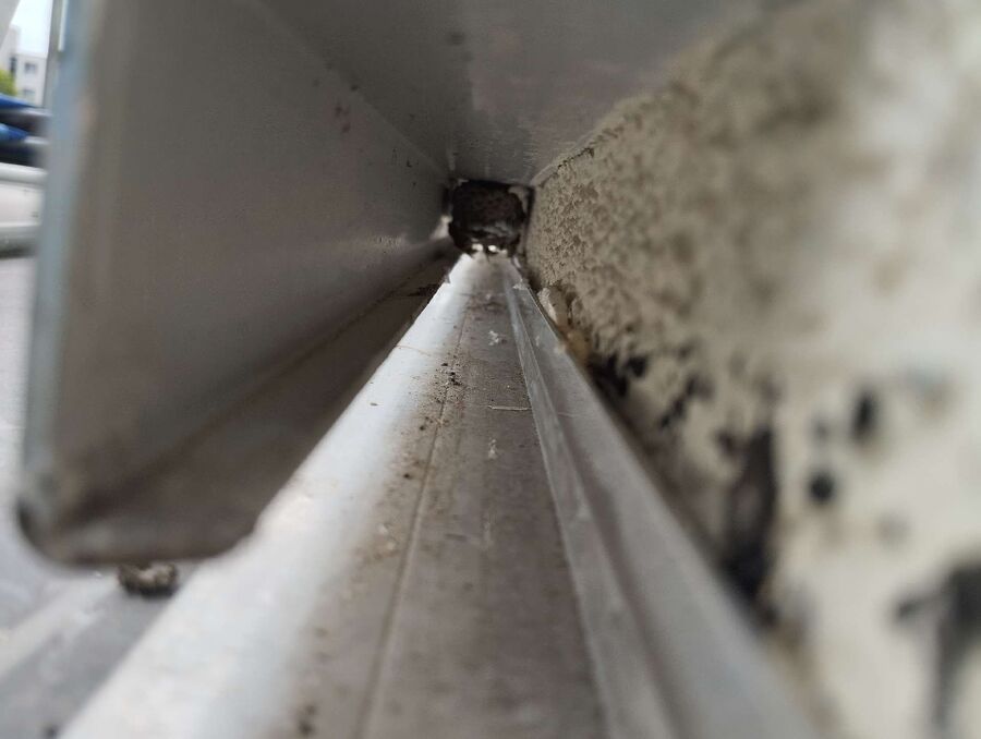 Bienen umsiedeln &  Bienennest entfernen 