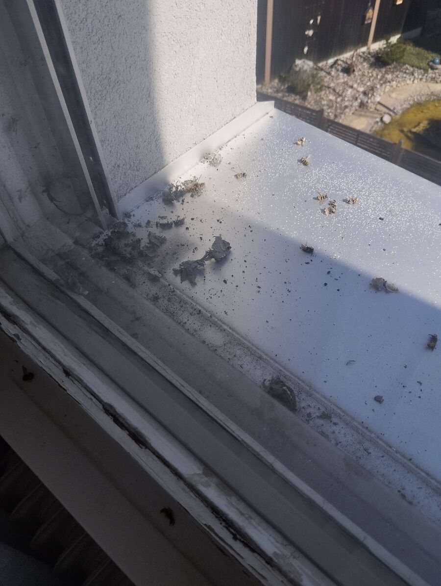  Bienennest entfernen.jpeg