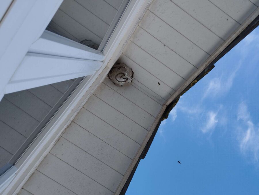  Bienennest entfernen.jpeg