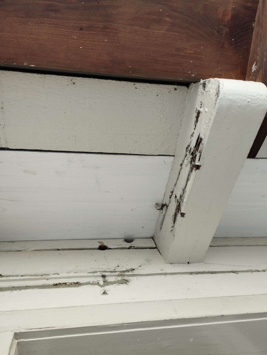  Bienennest entfernen.jpeg