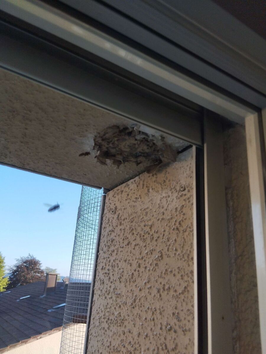  Bienennest entfernen