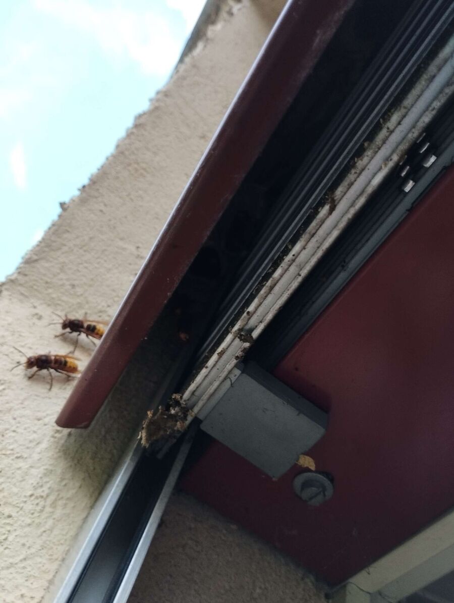 bienennest-am-haus-entfernen.jpg