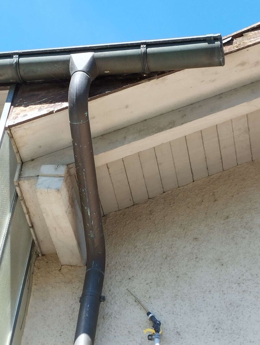  Bienennest entfernen