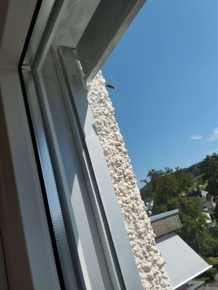 Bienen umsiedeln &  Bienennest entfernen 