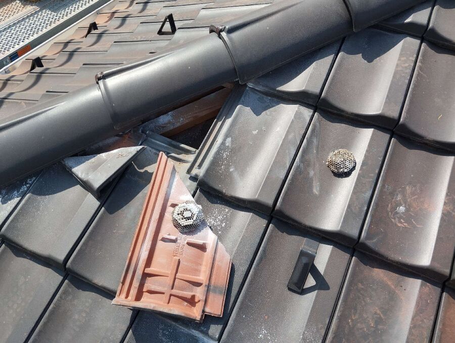 Bienen umsiedeln &  Bienennest entfernen 