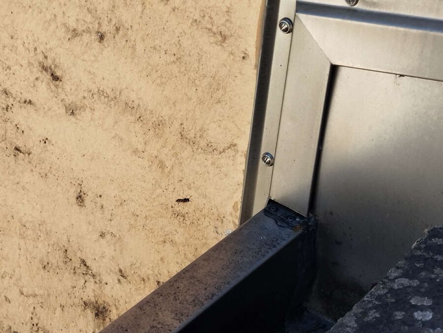  Bienennest entfernen