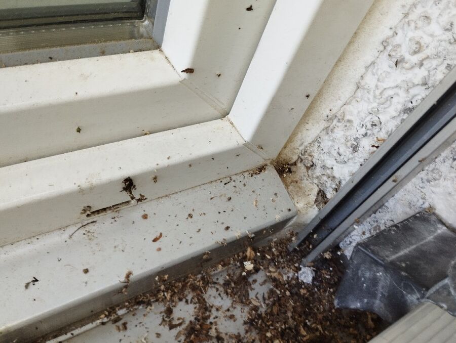 Bienen umsiedeln &  Bienennest entfernen 