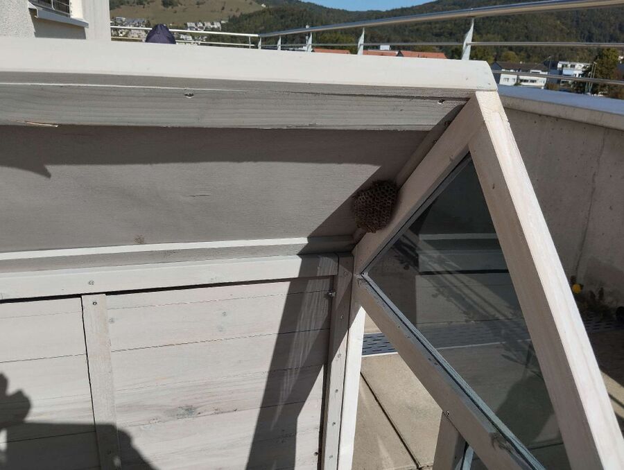 Bienen umsiedeln &  Bienennest entfernen 